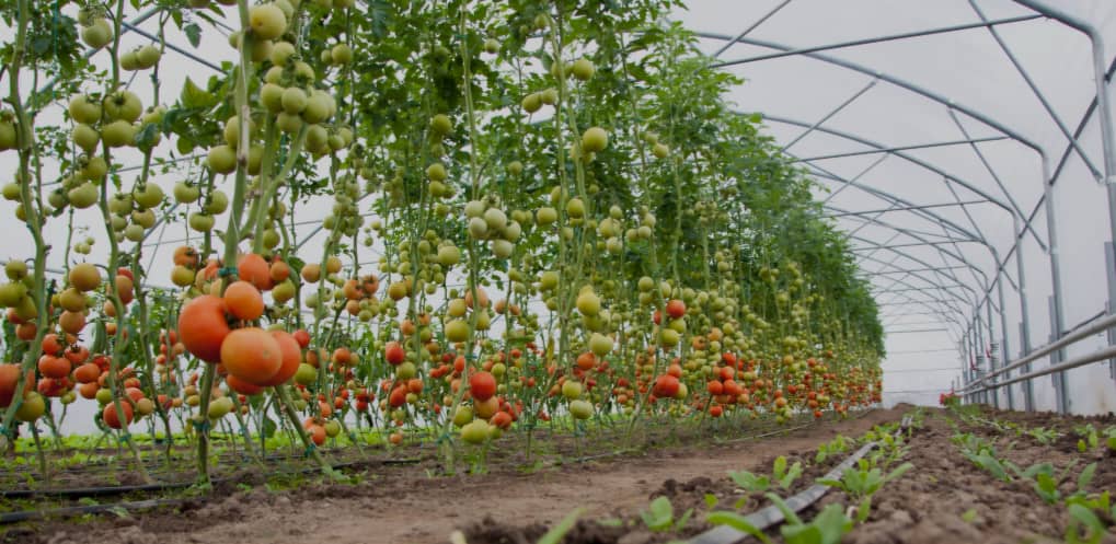 Green House Vegetables